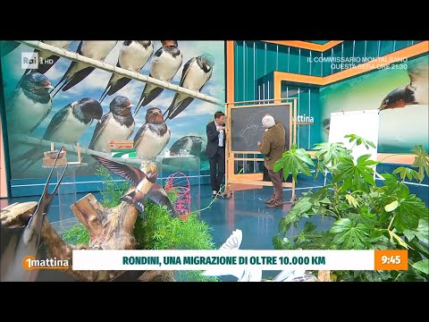 Le rondini - Unomattina - 24/04/2023