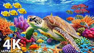 Download lagu Stunning 4K Underwater Wonders   Relaxing Music - Colorful Coral Reefs and Marine Life #7 mp3 Download lagu Stunning 4K Underwater Wonders   Relaxing Music - Colorful Coral Reefs and Marine Life #7 mp3
