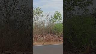 rustling sound effects #shorts #status #views #reels #trend #nature #trending #vlog #subscribe #love