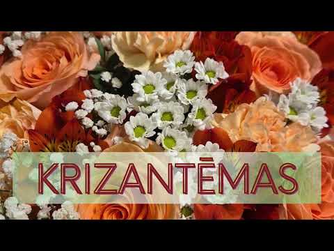Jānis B - Krizantēmas