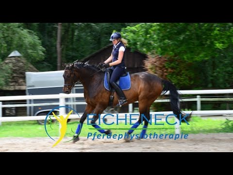 Pferd steigt, klebt und geht nicht vom Hof - Gelassenheitstraining für Pferde kann helfen