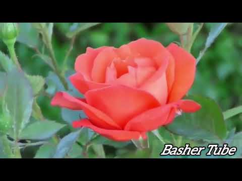 Daana Menzuma Shek Abdu ( Yajmal ) ያጀማል ዳና መንዙማ ሼክ አብMuaz Habib#assunna tv#bilal tubeethio musli