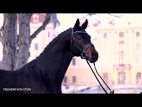 Trailer Digitale Hengstschau 2021