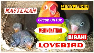 Download lagu MASTERAN BIRAHI LOVEBIRD AGAR CEPAT KAWIN 100%  COCOK UNTUK MENAIKAN BIRAHI LOVEBIRD JANTAN mp3