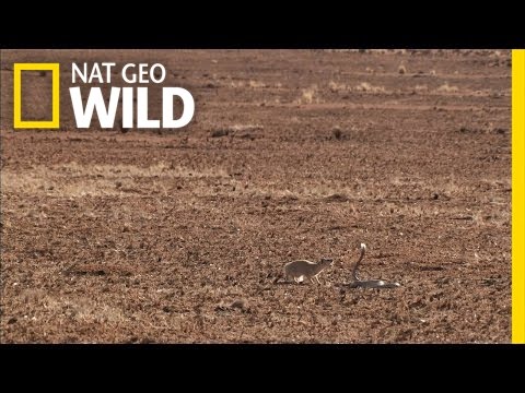 A Hunter Becomes the Hunted | Cobra Mafia