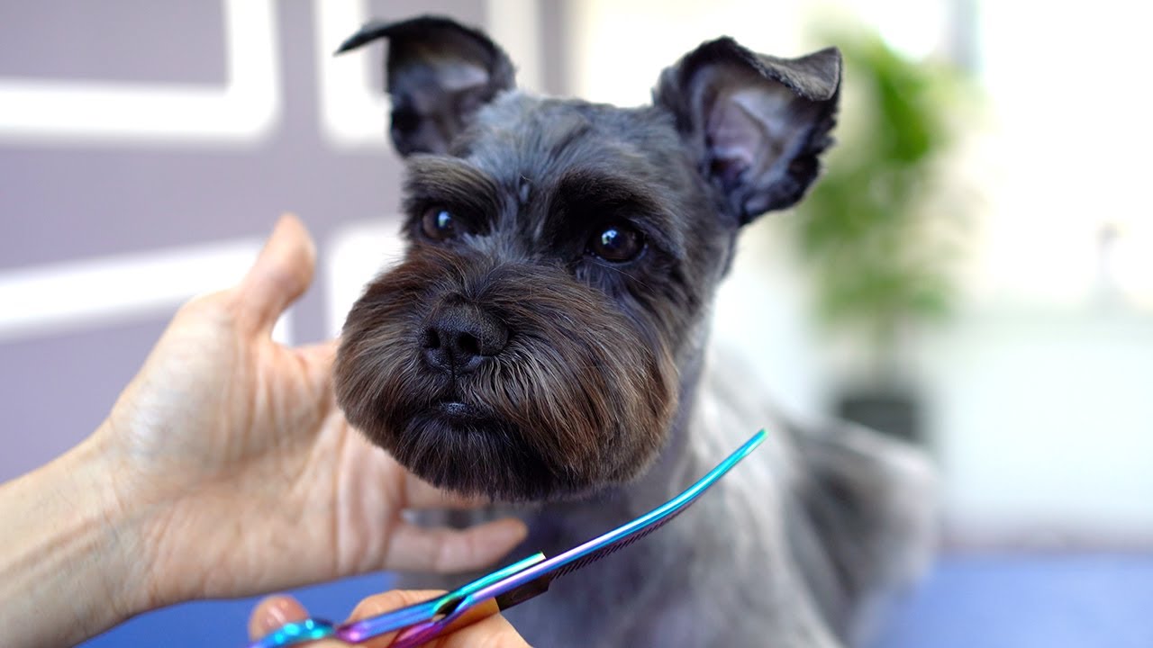 SCHNAUZER GROOMING ❤️❤️Sooo adorable!