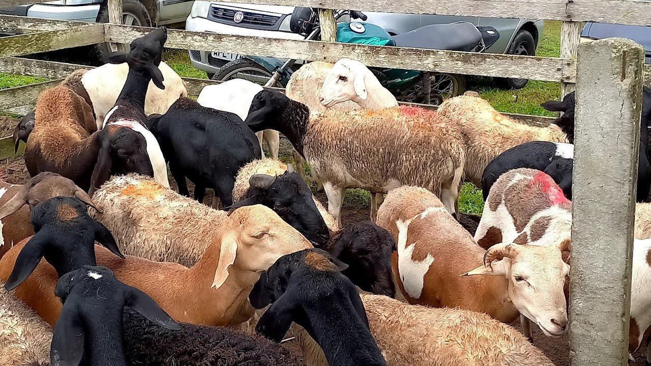 Sheep, pig, feed and grass seeds fair Capoeiras Pe.23/05/25