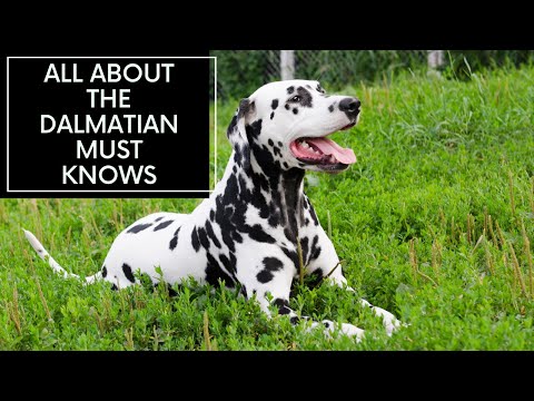 All About Dalmatians: Traits, Care & Training!