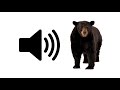 Bear Growl Sound Effect ProSounds