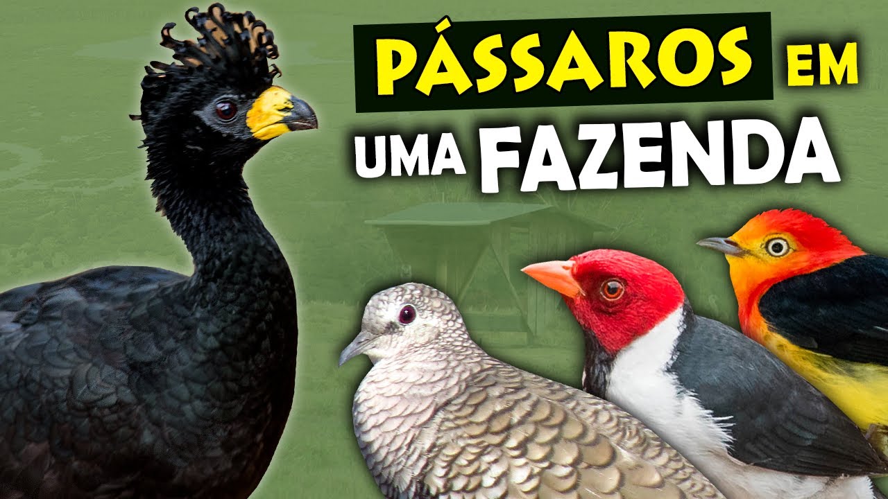 AVES DO SÍTIO: Expedição em busca dos PÁSSAROS do PANTANAL e do ambiente rural | Observando Aves #5