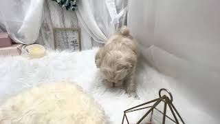 ハーフ犬の動画01