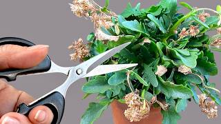 3 Simple Tricks That Make Kalanchoe Burst Into Bloom Again!