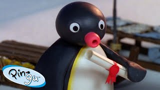 Pingu At School | Pingu - Official Channel | Cartoons For Kids
