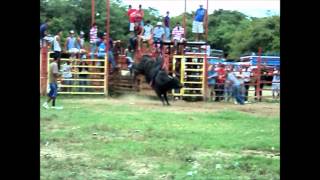 preview picture of video 'probadera de toros en river side, bagaces.wmv'