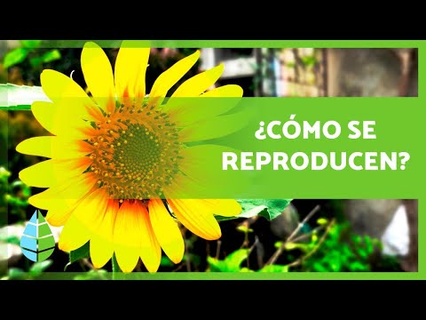 REPRODUCCIÓN de las PLANTAS 🌱 (Sexual, Asexual, con Flores y sin Flores)