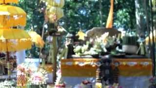 preview picture of video 'Alas Kedaton Temple Ceremony - Bali Trip Service'