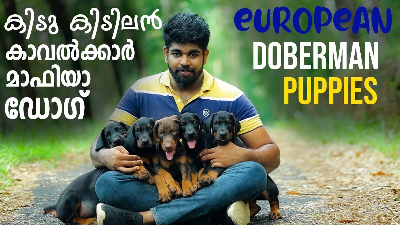 Watch video European Dobberman Puppies ||#puppycare #Dobberman #dogmalayalam Now European Dobberman Puppies ||#puppycare #Dobberman #dogmalayalam