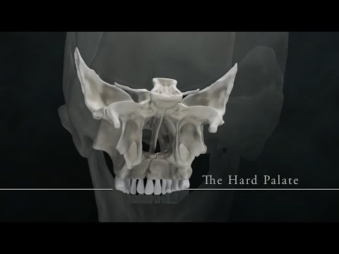 Biodynamic Craniosacral Therapy: The Hard Palate