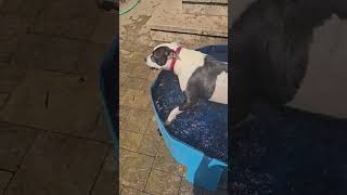 Video preview image #1 American Pit Bull Terrier Puppy For Sale in Germantown, OH, USA