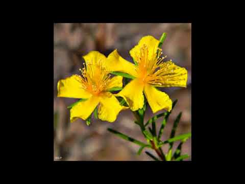 download lagu mp3 mp4 Saint John Wort Wikipedia, download lagu Saint John Wort Wikipedia gratis, unduh video klip Saint John Wort Wikipedia