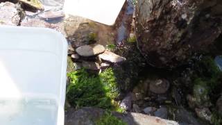 preview picture of video 'Wembury - Worm pipe Fish and Cling Fish - Rock Pool Ramble 07th August 2013'