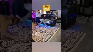 Animals Re-create Current Events | 2026 so far