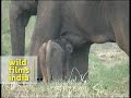 Rare Sight Baby Elephant Suckling Milk