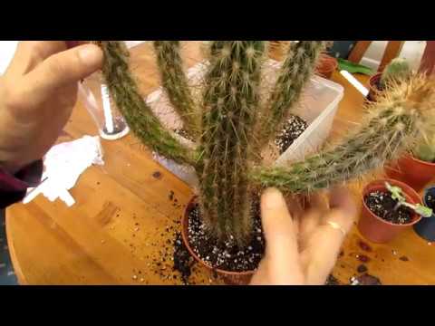 Repotting Cactus Plants that lost their roots & fell out their pots during our house move
