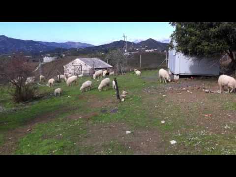 , title : 'Mi guardería de ovejas enanas'