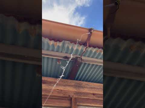 コガネグモ 背面図