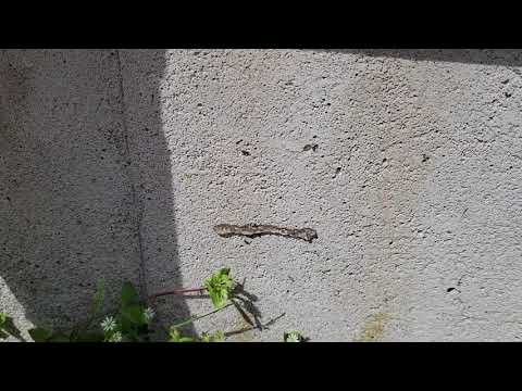 Baiting for Ants in Jackson, NJ