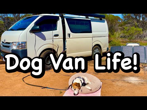 Van life with a dog | Solo Female Van Life