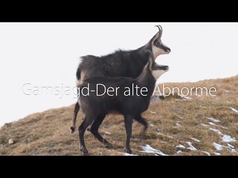 Chamois hunting - The old abnormal one
