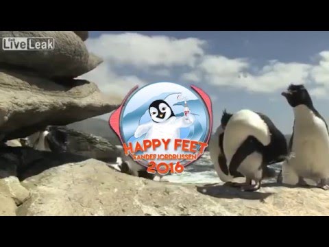 Solguden - Happy Feet 2016
