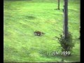 1 6 1999 Fergie The Fox