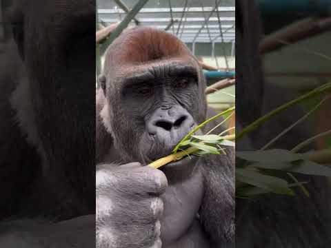 Joining our gorillas for breakfast (SOUND ON 🔊)