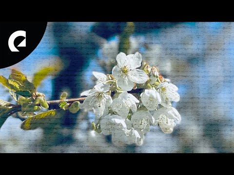 Helmut Schenker - Parallel