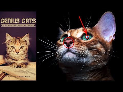 Ubwenge buhambaye bw'Ipusi by MWANAFUNZI Isamel| Sobanukirwa ubuhangange bw'injangwe n'ibitangaza