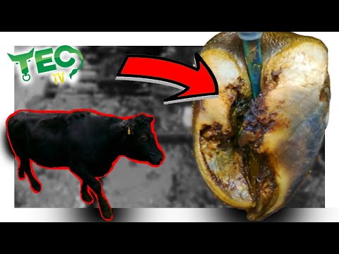 THIS MAD COW ESCAPED | TRANSFORMATION TUESDAY