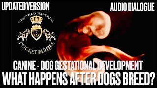 Egg + Sperm = Puppy Development WHAT HAPPENS After Dogs Breed or Mate? Dog Gestational Period Growth