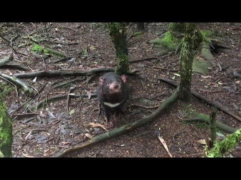 Cascade Pale Ale 5.0% ABV - SwillinGrog Beer Review