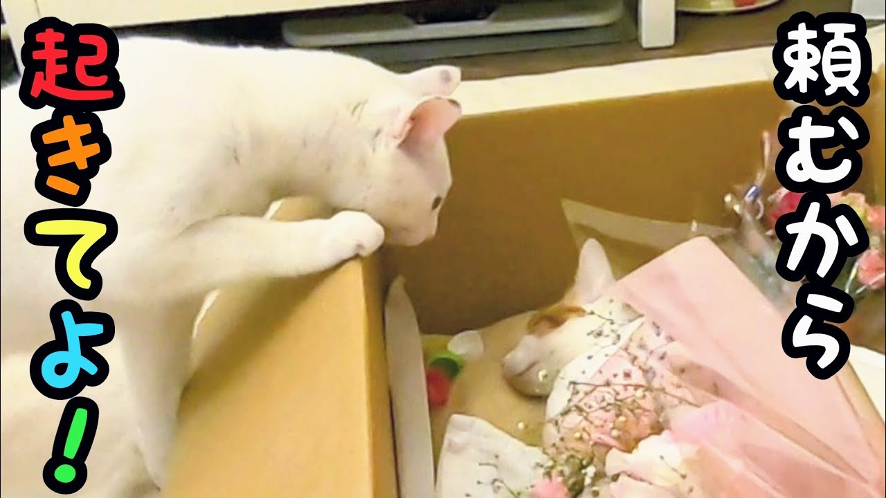 虹の橋を渡った猫へ同居犬猫達の感情がハッキリ伝わってきました