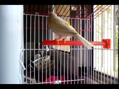 ΜΟΖΑΙΚ ΚΙΤΡΙΝΟ..ΠΑΝΤΕΛΗΣ ΑΝΤΩΝΙΟΥ..