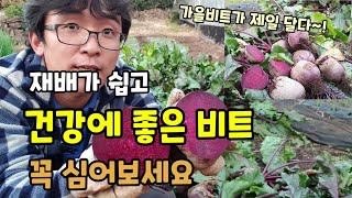 당도높은 가을비트 수확 건강에 좋고 농약없이 재배가쉬운 비트 꼭 심어보세요 비트효능 노지비트키우기 비트재배방…