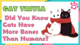 Do Cats Have More Bones Than Humans The Surprising Truth Revealed!