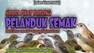 Download lagu Suara Pikat Burung Pelanduk Semak Ampuh Pelanduk S... mp3