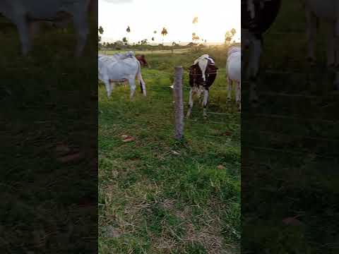 Vida no campo na fazenda São Geraldo em Combinado Tocantins