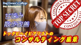 【甘噛み問題、散歩問題を解決】犬のしつけのお勉強。ドッグビヘイビアリストのコンサル風景をご紹介。主従関係なんてありませんよ