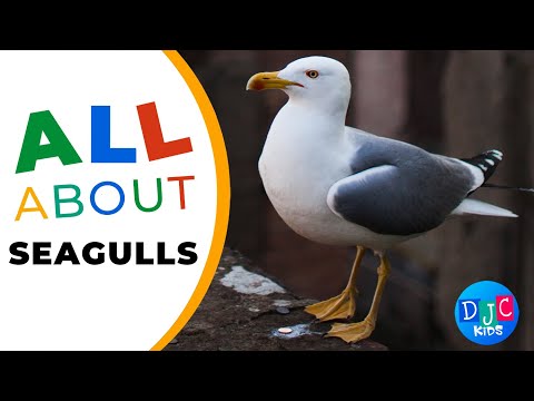 Seagull Symphony: DJC Kids Soars with Feathery Facts and Fun!