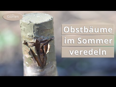 Eine wilde Kirsche mit einem Auge veredeln | MDR